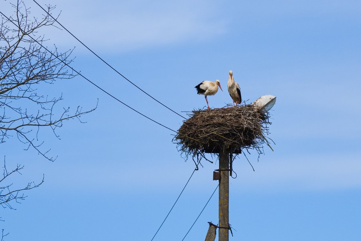 Un nid de cigogne blanche, l&rsquo;oiseau national de la Lettonie